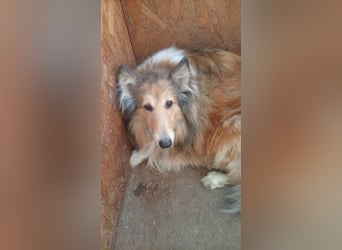 Lena, sensible Langhaarcollie Hündin geb. 01/2023