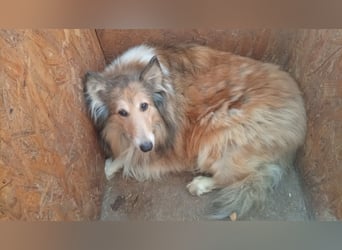 Lena, sensible Langhaarcollie Hündin geb. 01/2023