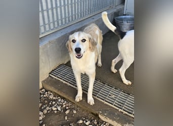 Buffy: ein Schatz für "Überall mit dabei"