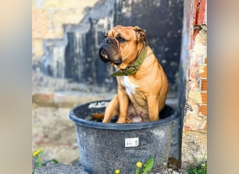 Marley - ist menschenbezogen