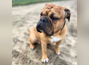 Marley - ist menschenbezogen