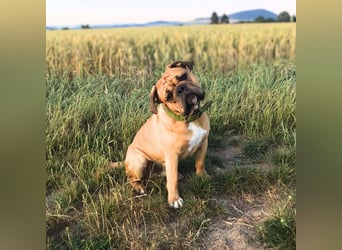 Marley - ist menschenbezogen