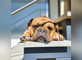 Marley - ist menschenbezogen