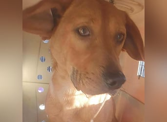 SHARAI ♥ - Gerettet von der Straße nahe Slatina