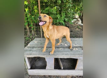 SHARAI ♥ - Gerettet von der Straße nahe Slatina