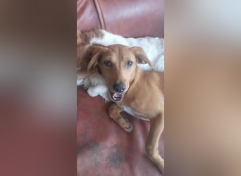 SHARAI ♥ - Gerettet von der Straße nahe Slatina