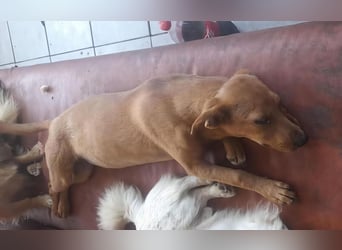 SHARAI ♥ - Gerettet von der Straße nahe Slatina