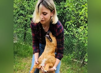 SHARAI ♥ - Gerettet von der Straße nahe Slatina