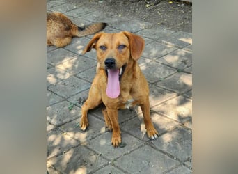 SHARAI ♥ - Gerettet von der Straße nahe Slatina