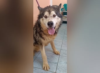 großer Husky Mischlings-Rüde Atlas sucht ein Zuhause