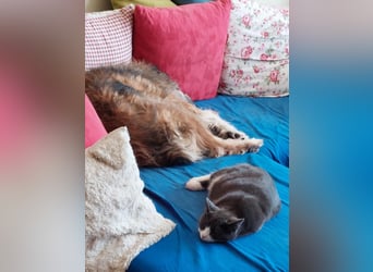 Briard Mischling abzugeben