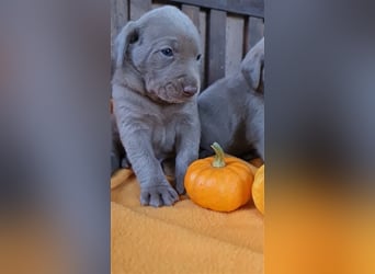 Aussiedor Labrador Australian Shepherd mit Ahnentafel