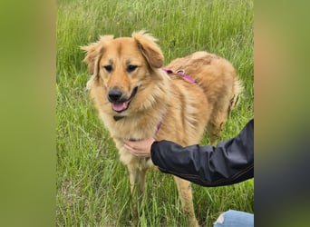 Sally sucht ein liebevolles Zuhause