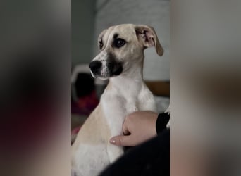 Mischlingshündin COOKIE (Dezember 2024) sucht eine Familie