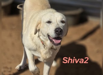 Shiva2 10/2020 (ESP) - sanftmütige, ausgeglichene und menschenbezogene Mastín Español Hündin!