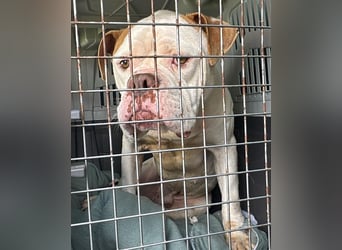 Casper sucht sein Für-immer-Zuhause oder Pflegestelle