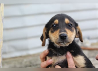 Sammy – kleiner Wirbelwind sucht sein Für-Immer-Zuhause