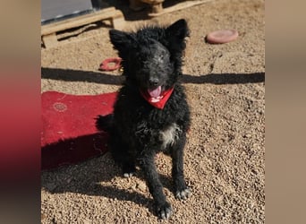 Schäferhund-Mix Leo sucht seine Familie ❤️