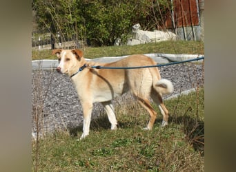 Pascha - Für-Immer-Körbchen gesucht