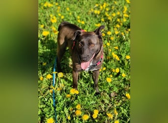 Ziganka sucht lievolles zu hause