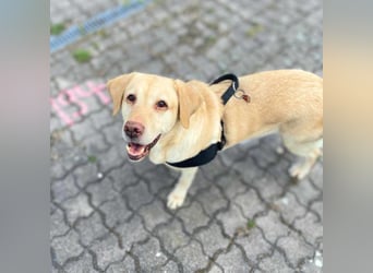 Julia - absoluter Traumhund
