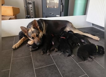 Osteuropäische Schäferhund Welpen