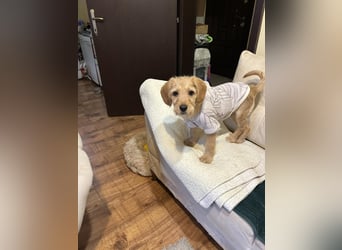 Coco - sucht noch ihr Plätzchen