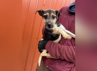 Zümi, geboren 10.12.2024, 29cm sucht ihre Menschen