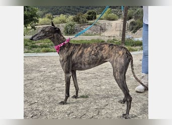 Guapino (TO) Aufgeschlossen, super lieb und verschmust