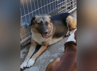 KORA❤️sanfte Seele sucht sehnsüchtig ein liebevolles Zuhause & Geborgenheit