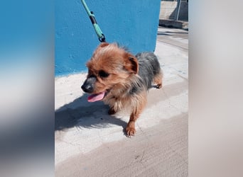 Tara, sucht mit ihrem Freund Tobby ein Zuhause