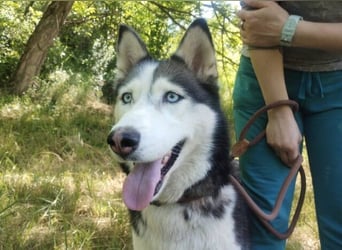 Akira, Husky