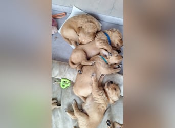 Golden Retriever Welpen