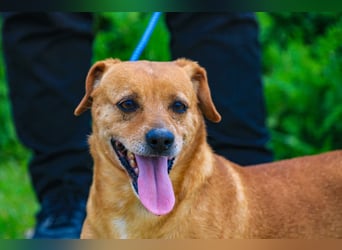 Albu, Mix Dackel / Pinscher, lieb und verträglich
