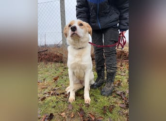 Falina sucht ein Zuhause