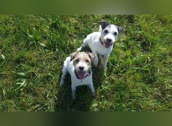 Wunderschöne Parson Jack-Russell Terrier Welpen, aus liebevoll. Hausaufzucht