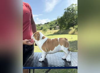 Englischen Bulldogge