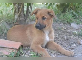 Brauni, ein verspieltes Hundekind auf der Suche nach einem Zuhause fürs Leben