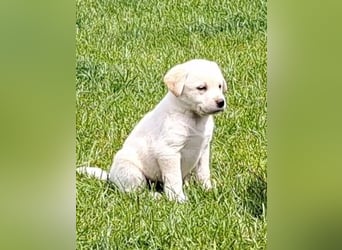 Labrador-Mix Welpen