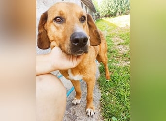 ❤️ wundervoller Familienhund ZUCO - 7 Jahre, 50cm - Mischling