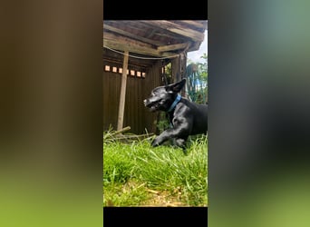 1 Labrador Retriever Weibchen Welpe mit Ahnenpass, Eltern HD, ED, PL, OCD, Augen und Genetisch frei