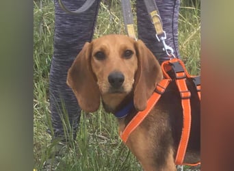 Ellie, eine wunderschöne und liebe Welpine sucht ihre Menschen