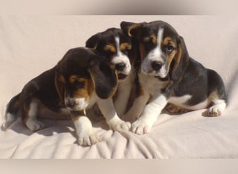 Beagle Welpen Tricolor