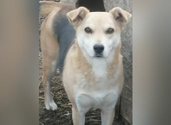 Lupita - Goldschatz sucht liebevolle Familie