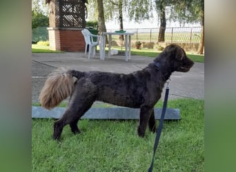 Zara ein dankbarer Schatz