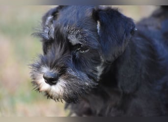 Zwergschnauzer Welpe schwarz silber  darf sofort ins neue Zuhause