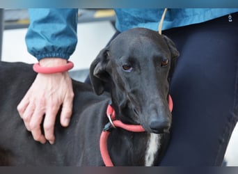 Sirius  Black - ein Stern sucht sein Glück