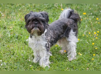 Sir Bobby - kinderlieber, gut erzogener Schatz - Tierhilfe Franken e.V.