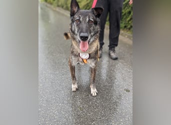 Nelson ein toller Hollandse Herder Mix