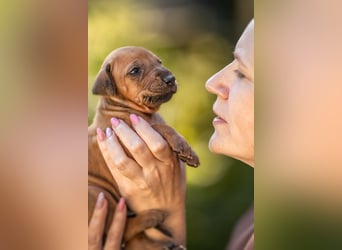 Rhodesian Ridgeback Welpen mit FCI-Ahnentafel